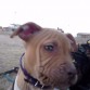 Hembra
Pitbull
Maya